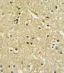 Paired Box Protein Pax-6 (PAX6) Antibody