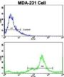 Protein NDRG1 (NDRG1) Antibody