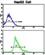 CKM Antibody