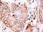CLASP2 Antibody