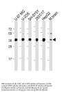 Homeobox Protein Engrailed-1 (EN1) Antibody