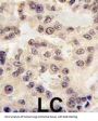 Homeobox Protein Engrailed-1 (EN1) Antibody