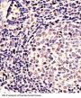 Homeobox Protein Engrailed-1 (EN1) Antibody