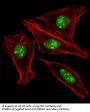 Homeobox Protein Engrailed-1 (EN1) Antibody