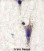 Leucine-Rich Repeat Neuronal Protein 1 (LINGO1) Antibody