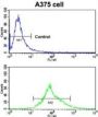 Carbonic Anhydrase 14 (CA14) Antibody
