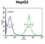 Fibrinogen Gamma (FGG) Antibody