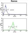 Neprilysin / NEP (MME) Antibody