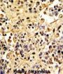Neprilysin / NEP (MME) Antibody