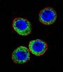 Neprilysin / NEP (MME) Antibody