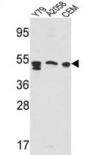 SAP Antibody