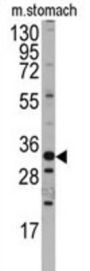 Mouse Hmx3 Antibody