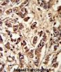 PCM-1 Antibody