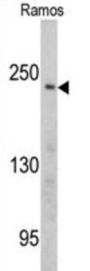 PCM-1 Antibody