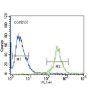 Fyn Related Kinase (FRK) Antibody