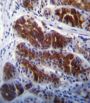 Fyn Related Kinase (FRK) Antibody