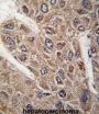 Protein Bicaudal D Homolog 2 (BICD2) Antibody