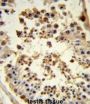 Heat Shock Protein 90kDa Alpha B1 (HSP90AB1) Antibody