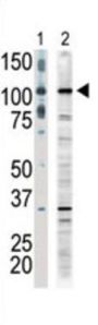 MLK1 Antibody