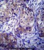 Cytochrome P450 1A1 (CYP1A1) Antibody