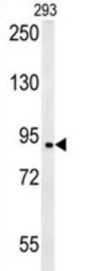 Bromodomain-Containing Protein 2 (BRD2) Antibody