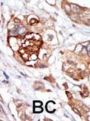 TTK Antibody