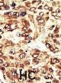 Wee1-Like Protein Kinase (WEE1) Antibody