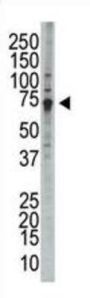 Wee1-Like Protein Kinase (WEE1) Antibody