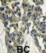 G Protein Beta Subunit Like Protein (GBL) Antibody