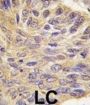 MEG2 Antibody