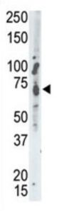 MEG2 Antibody