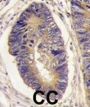 Protein-Tyrosine Phosphatase H1 (PTPH1) Antibody