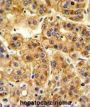 SIL1 Nucleotide Exchange Factor (SIL1) Antibody