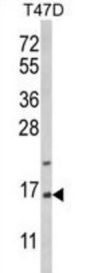 PEA-15 Antibody