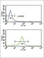 Calcium Voltage-Gated Channel Auxiliary Subunit Alpha2delta 1 (CACNA2D1) Antibody