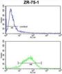 Heat Shock 70 kDa Protein 4L (HSPA4L) Antibody