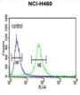 Integrin Beta-Like Protein 1 (ITGBL1) Antibody