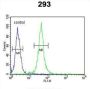 Forkhead Box Protein C1 (FOXC1) Antibody