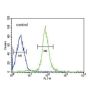 Haptoglobin Beta Chain (HP) Antibody