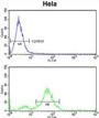 Disabled Homolog 2 (DAB2) Antibody