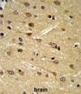 Dipeptidyl Peptidase 10 (DPP10) Antibody