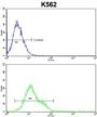 CASP8 And FADD Like Apoptosis Regulator (CFLAR) Antibody