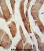 CASP8 And FADD Like Apoptosis Regulator (CFLAR) Antibody