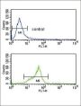 Guanine Nucleotide Binding Protein (G Protein), Alpha Activating Activity Polypeptide O (GNAO1) Antibody