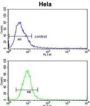 Glypican-1 Antibody