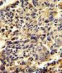 Glypican-1 Antibody