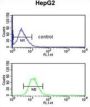 EGF Containing Fibulin Extracellular Matrix Protein 2 (EFEMP2) Antibody