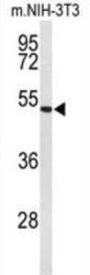 EGF Containing Fibulin Extracellular Matrix Protein 2 (EFEMP2) Antibody