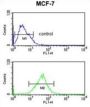 Small Nuclear Ribonucleoprotein D3 Polypeptide (SNRPD3) Antibody