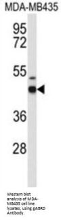 GABRD Antibody